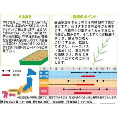 画像2: [ハーブの種]　　ラベンダー　（約60粒）　サカタのタネ　実咲