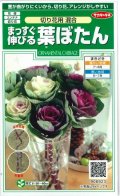 送料無料　花の種　まっすぐ伸びる葉ぼたん　切り花用混合　約27粒　（株）サカタのタネ　実咲250（026451）