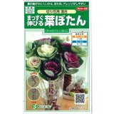 送料無料　花の種　まっすぐ伸びる葉ぼたん　切り花用混合　約27粒　（株）サカタのタネ　実咲250（026451）