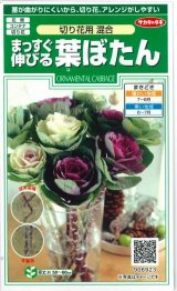 送料無料　花の種　まっすぐ伸びる葉ぼたん　切り花用混合　約27粒　（株）サカタのタネ　実咲250（026451）