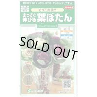 花の種 　まっすぐ伸びる葉ぼたん　切り花用混合　約27粒　サカタのタネ（株）実咲250