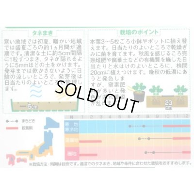 画像2: 送料無料　花の種　まっすぐ伸びる葉ぼたん　切り花用混合　約27粒　（株）サカタのタネ　実咲250（026451）