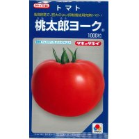 [トマト/桃太郎系]　桃太郎ヨーク　1000粒 　タキイ種苗（株）