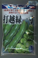 送料無料　[そら豆]　打越緑一寸　1dl(およそ25粒)　(株)サカタのタネ