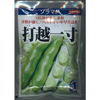 画像1: 送料無料　[そら豆]　打越一寸　1dl(およそ22粒)　(株)サカタのタネ