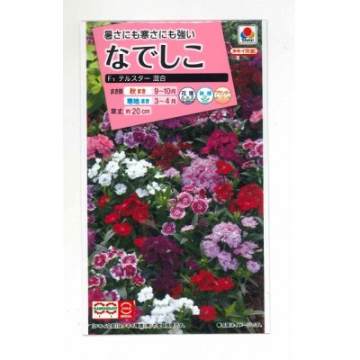 画像1: 花の種　なでしこ　F1テルスター 混合　小袋　タキイ種苗（株）