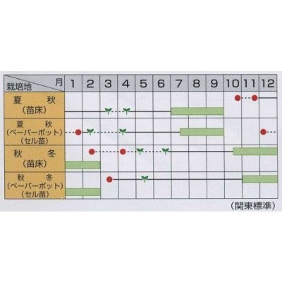 画像3: [ねぎ]　夏扇3号　1dl （裸種子）（株）サカタのタネ