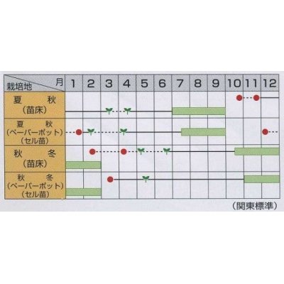 画像2: [ねぎ]　夏扇3号　20ml（裸種子）　　（株）サカタのタネ