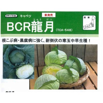 画像2: [キャベツ]　ＢＣＲ龍月　160粒　タキイ種苗（株）　DF