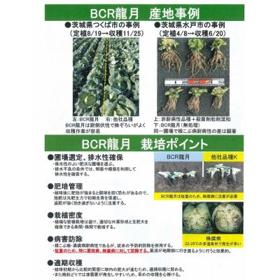 画像5: [キャベツ]　送料無料！　ＢＣＲ龍月　ペレット5000粒　　タキイ種苗（株）