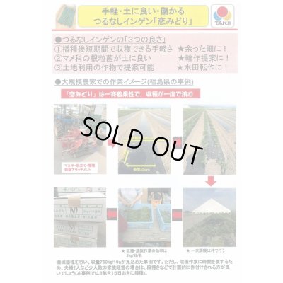 画像3: [いんげん]　恋みどり　1L　タキイ種苗(株)