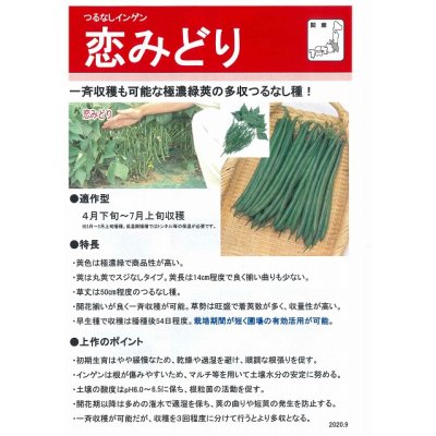 画像4: 送料無料　[いんげん]　恋みどり　1dl　タキイ種苗(株)
