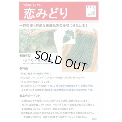 画像4: 送料無料　[いんげん]　恋みどり　1dl　タキイ種苗(株)