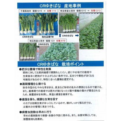 画像4: 送料無料　[かぶ]　CRゆきばな　3ml　タキイ種苗(株)　RF