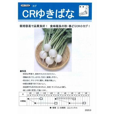 画像2: 送料無料　[かぶ]　CRゆきばな　3ml　タキイ種苗(株)　RF