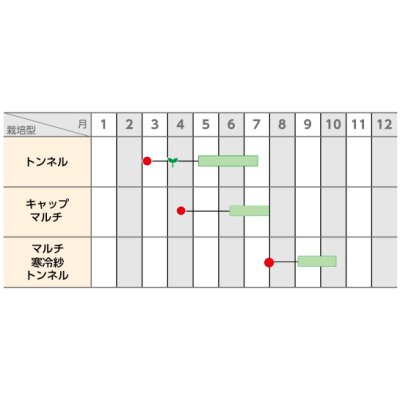 画像4: [ズッキーニ]　ダークヤングマン　100粒　サカタ交配