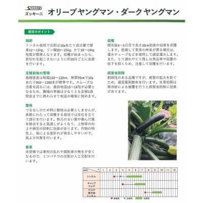 画像3: [ズッキーニ]　ダークヤングマン　100粒　サカタ交配