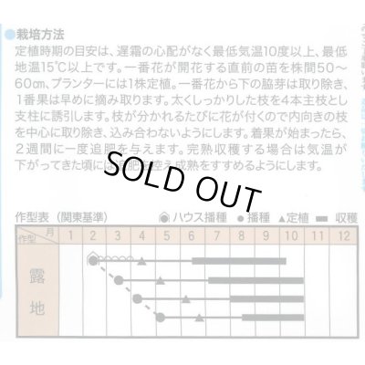 画像2: 送料無料　[とうがらし]　辛コレ　牛角大王　20粒　トキタ種苗(株)