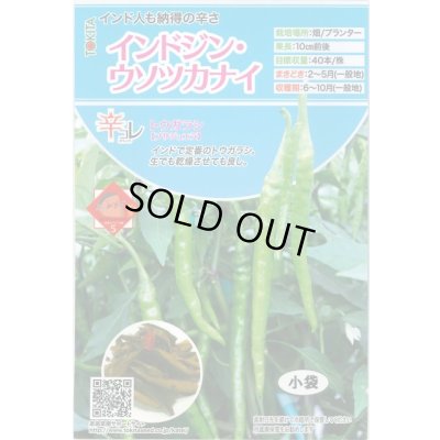 画像1: 送料無料　[とうがらし]　辛コレ　インドジン・ウソツカナイ　20粒　トキタ種苗(株)