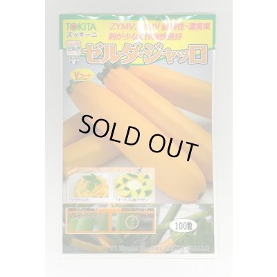 画像1: 送料無料　[ズッキーニ]　ゼルダ・ジャッロ　100粒　トキタ種苗(株)