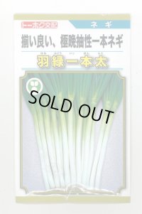 送料無料　[ねぎ]　羽緑一本太葱(コートしてません)5ml(およそ1,000粒）　(株)トーホク