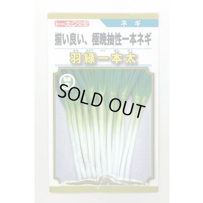 画像1: 送料無料　[ねぎ]　羽緑一本太葱(コートしてません)20ml（およそ4,000粒）　(株)トーホク