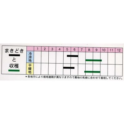 画像2: 送料無料　[胡麻]　白胡麻　5ml(およそ1500粒)