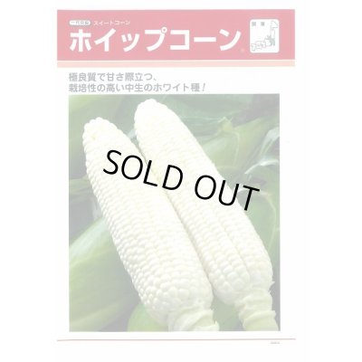 画像2: [とうもろこし]　ホイップコーン　2000粒　タキイ種苗