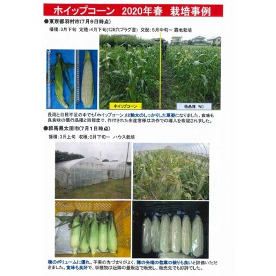 画像5: [とうもろこし] ホイップコーン 2000粒 タキイ種苗