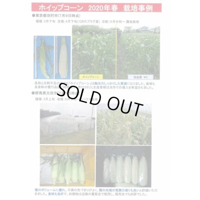 画像5: [とうもろこし]　ホイップコーン　2000粒　タキイ種苗