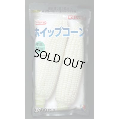 画像1: [とうもろこし]　ホイップコーン　2000粒　タキイ種苗