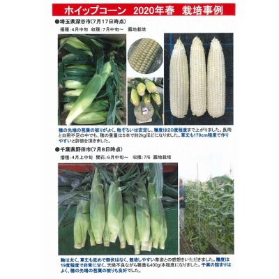 画像6: [とうもろこし] ホイップコーン 2000粒 タキイ種苗