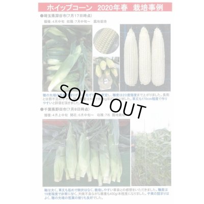 画像6: [とうもろこし]　ホイップコーン　2000粒　タキイ種苗