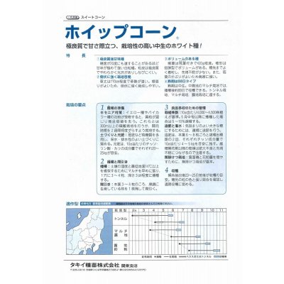 画像3: [とうもろこし] ホイップコーン 2000粒 タキイ種苗