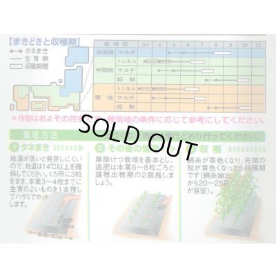 画像4: [とうもろこし]　ホイップコーン　2000粒　タキイ種苗