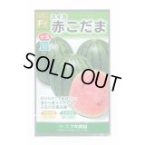 送料無料　[スイカ]　小玉スイカ　赤こだま西瓜　200粒　大和農園
