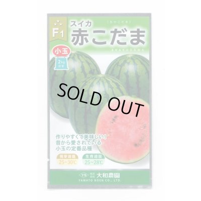 画像1: 送料無料　[スイカ]　小玉スイカ　赤こだま西瓜　200粒　大和農園