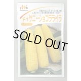送料無料　[とうもろこし]　サニーショコラ　ライラ　200粒　みかど協和(株)