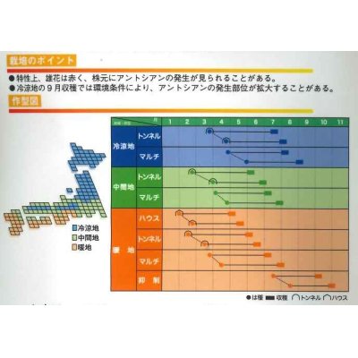 画像2: [とうもろこし]　サニーショコラ　ライラ　2000粒　みかど協和（株）