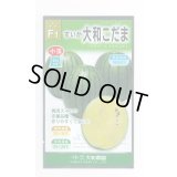 送料無料　[スイカ]　小玉スイカ　大和こだま西瓜　(黄色)　7粒　大和農園