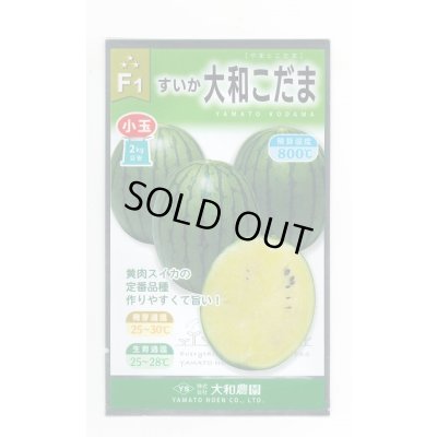 画像1: 送料無料　[スイカ]　小玉スイカ　大和こだま西瓜　(黄色)　7粒　大和農園