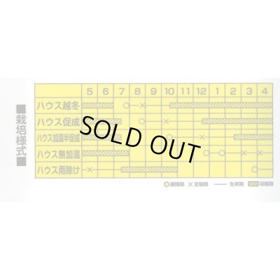 画像2: 送料無料　[トマト/中玉トマト]　TYレッドオーレ　1000粒　カネコ種苗（株）