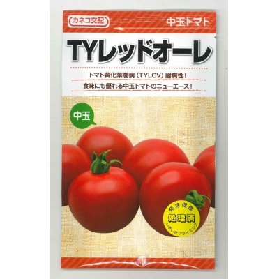 画像1: [トマト/中玉トマト]　TYレッドオーレ　100粒　カネコ交配