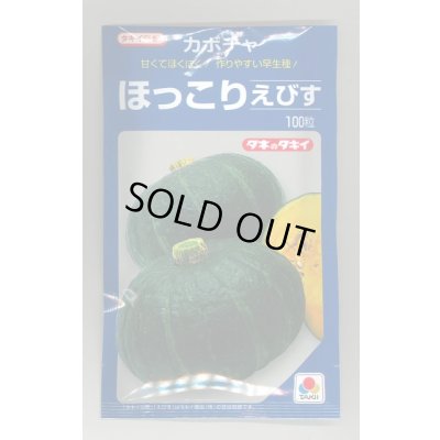 画像1: 送料無料　[かぼちゃ]　ほっこりえびす　100粒　タキイ種苗(株)