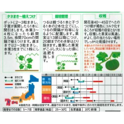 画像2: [かぼちゃ]　メルヘン　約10粒　サカタのタネ（株）　実咲400