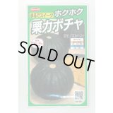 送料無料　[かぼちゃ]　メルヘン　約10粒　(株)サカタのタネ　実咲450（002867）