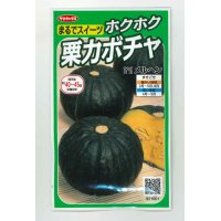 [かぼちゃ]　メルヘン　約10粒　サカタのタネ（株）　実咲400