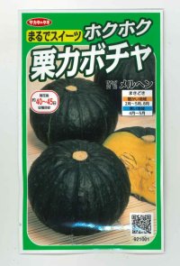 [かぼちゃ]　メルヘン　約10粒　サカタのタネ（株）　実咲400