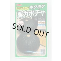 送料無料　[かぼちゃ]　メルヘン　約10粒　(株)サカタのタネ　実咲450（002867）