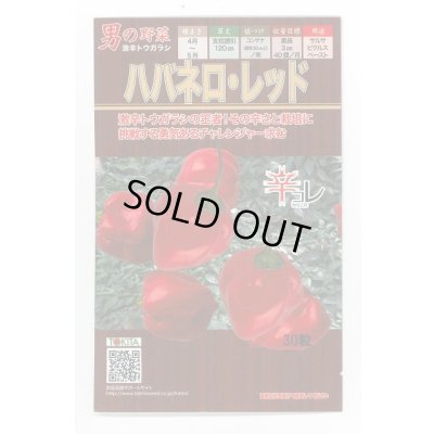 画像1: 送料無料　[とうがらし]　ハバネロ・レッド　30粒　トキタ種苗(株)